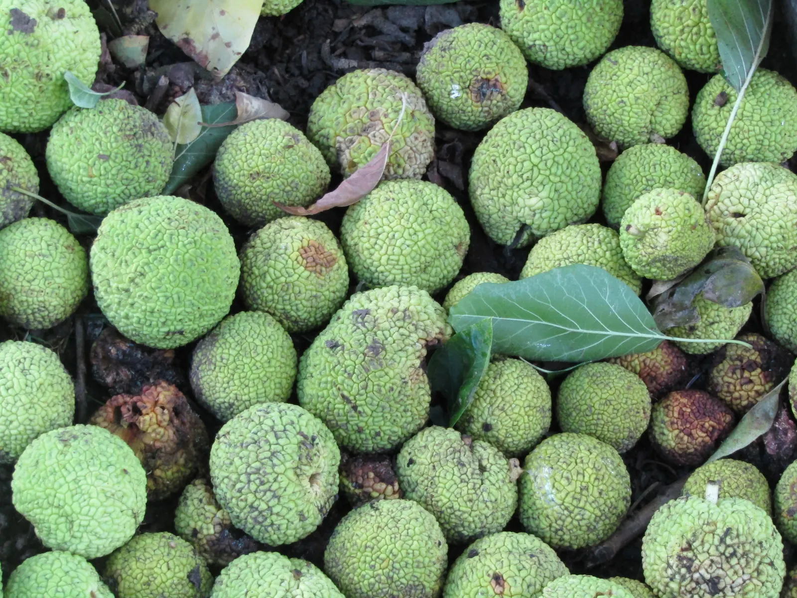 Osage Orange (Maclura Pomifera) — and full sunlight to partial shade