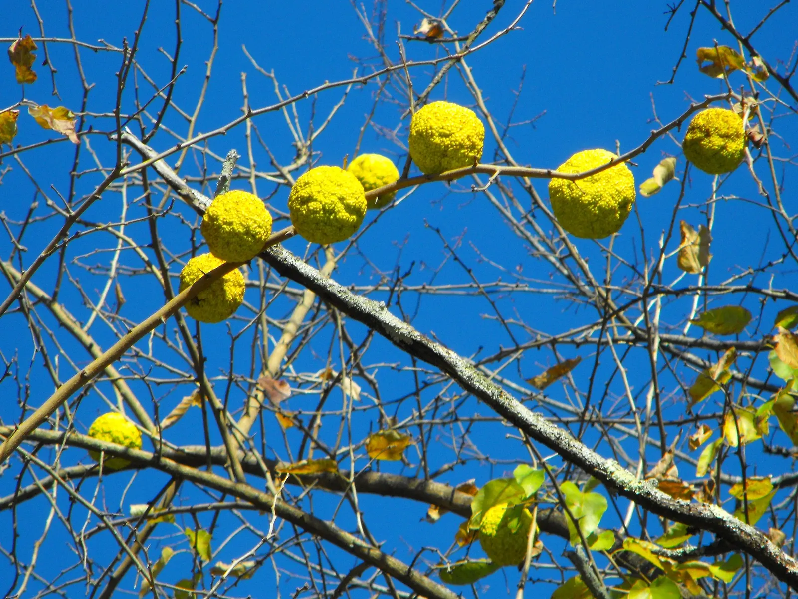 Osage Orange (Maclura Pomifera) — tree for full or half