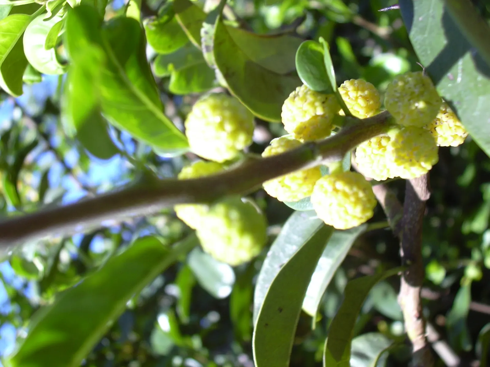 Osage Orange (Maclura Pomifera) — and full sunlight to partial shade; this species can reach remarkable heights of 30 to 50 feet