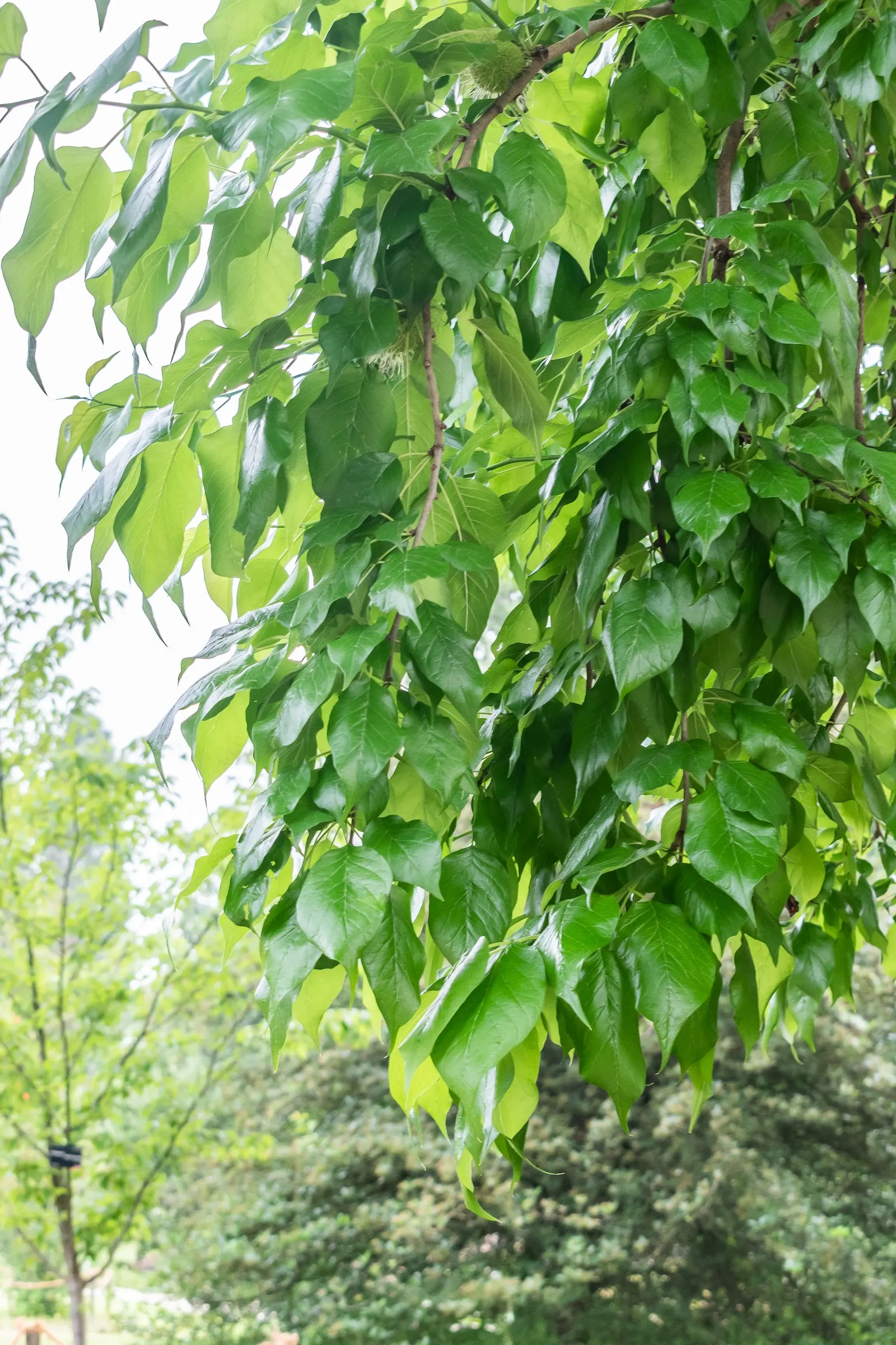Osage Orange (Maclura Pomifera) — along with its dense foliage