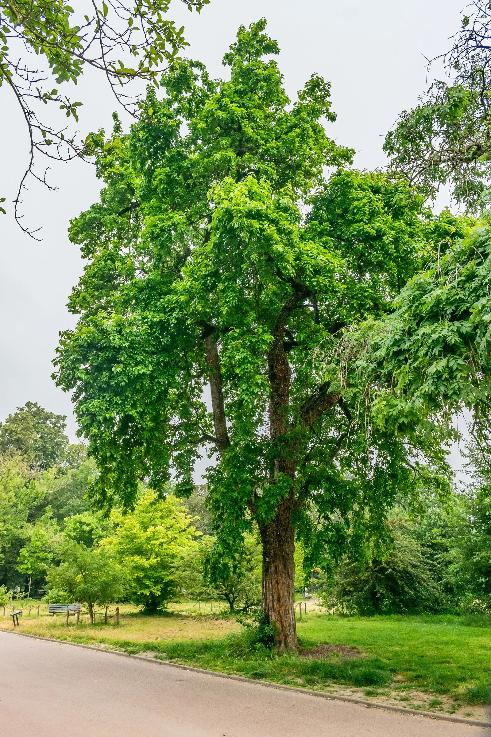 Osage Orange (Maclura Pomifera) — reaching 20-40 feet in height and spread
