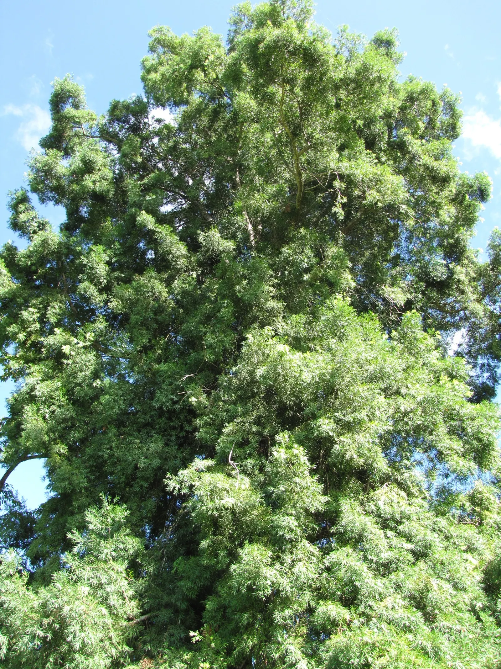Osage Orange (Maclura Pomifera) — the Osage Orange thrives in a wide range of soil types