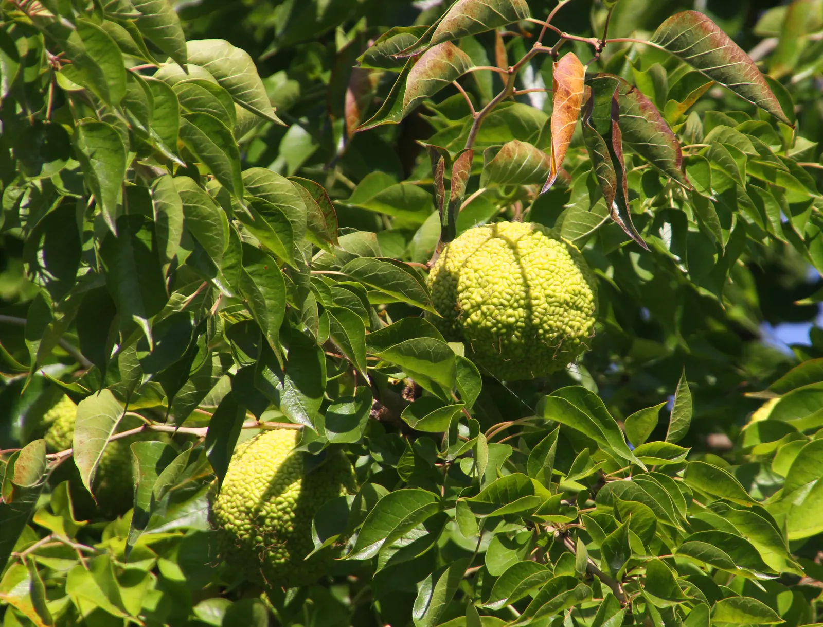 Osage Orange (Maclura Pomifera) — are not true fruits but rather multiple fruits; this tree thrives in full sun and adapts to various soils but prefers