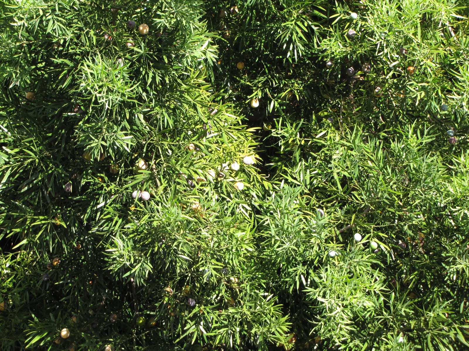 Osage Orange (Maclura Pomifera) — this tree thrives in full sun and adapts to various soils but prefers well-drained sites