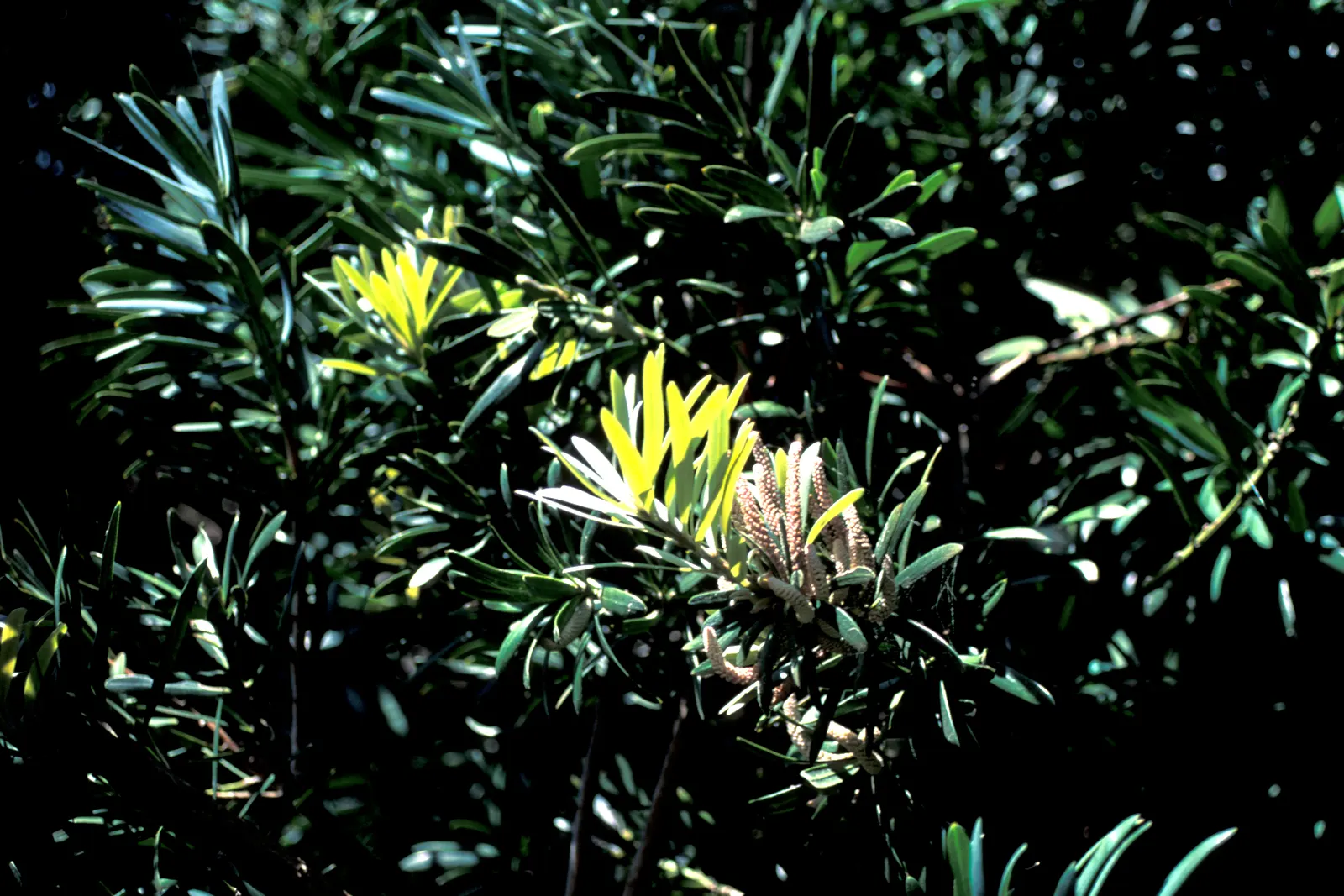 Osage Orange (Maclura Pomifera) — along with its dense foliage; and full sunlight to partial shade