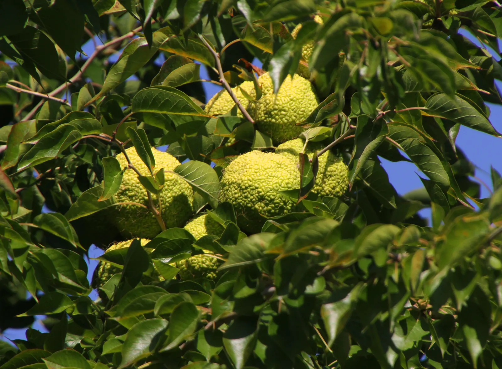 Osage Orange (Maclura Pomifera) — Seasonal yellow foliage provides autumn appeal