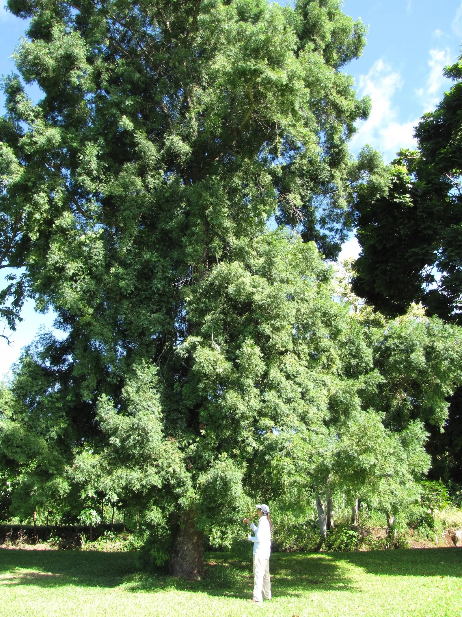 Osage Orange (Maclura Pomifera) — Originating from the South-Central regions of the United States