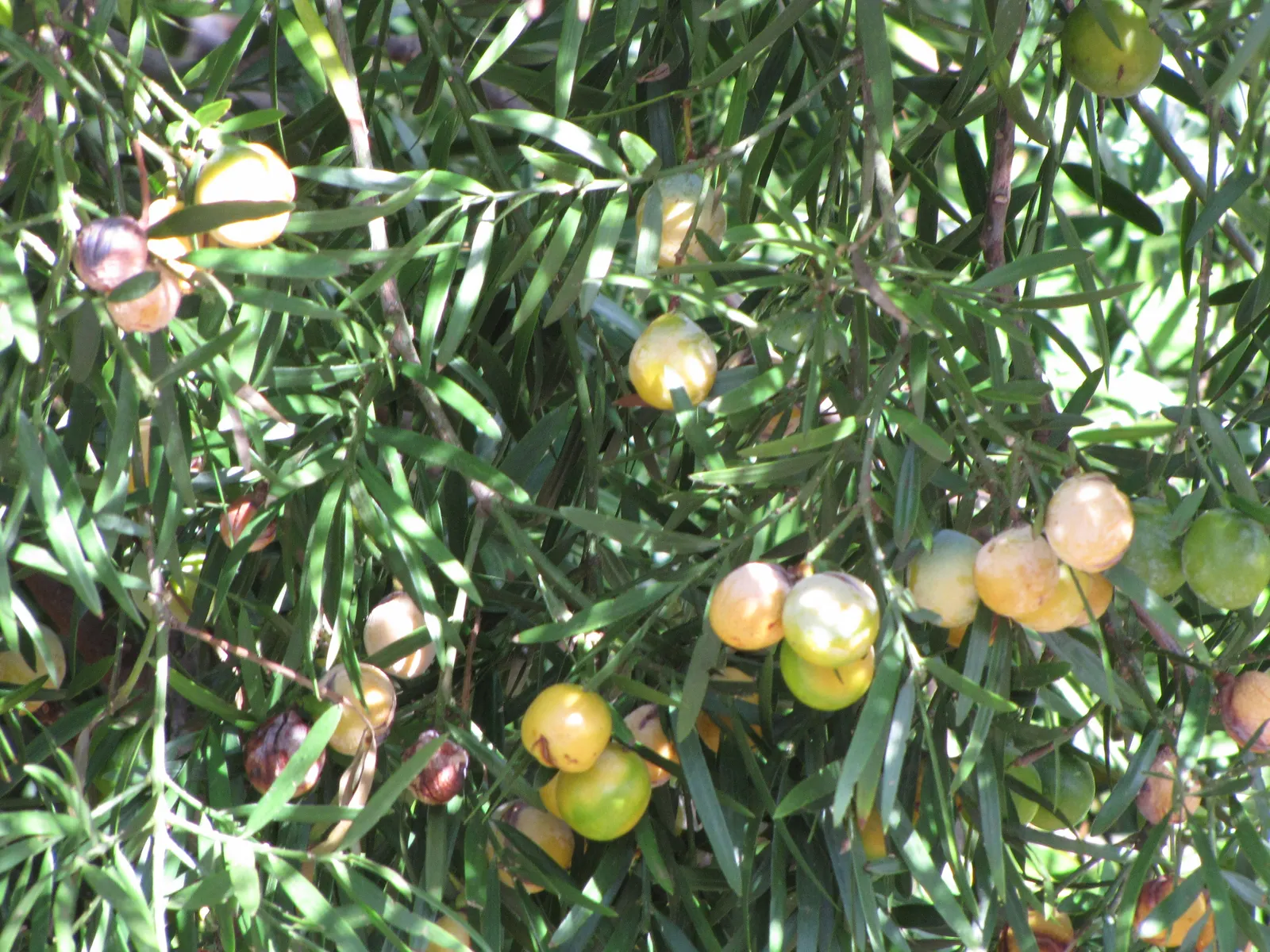 Osage Orange (Maclura Pomifera) — This hardy tree is especially noteworthy for its dense