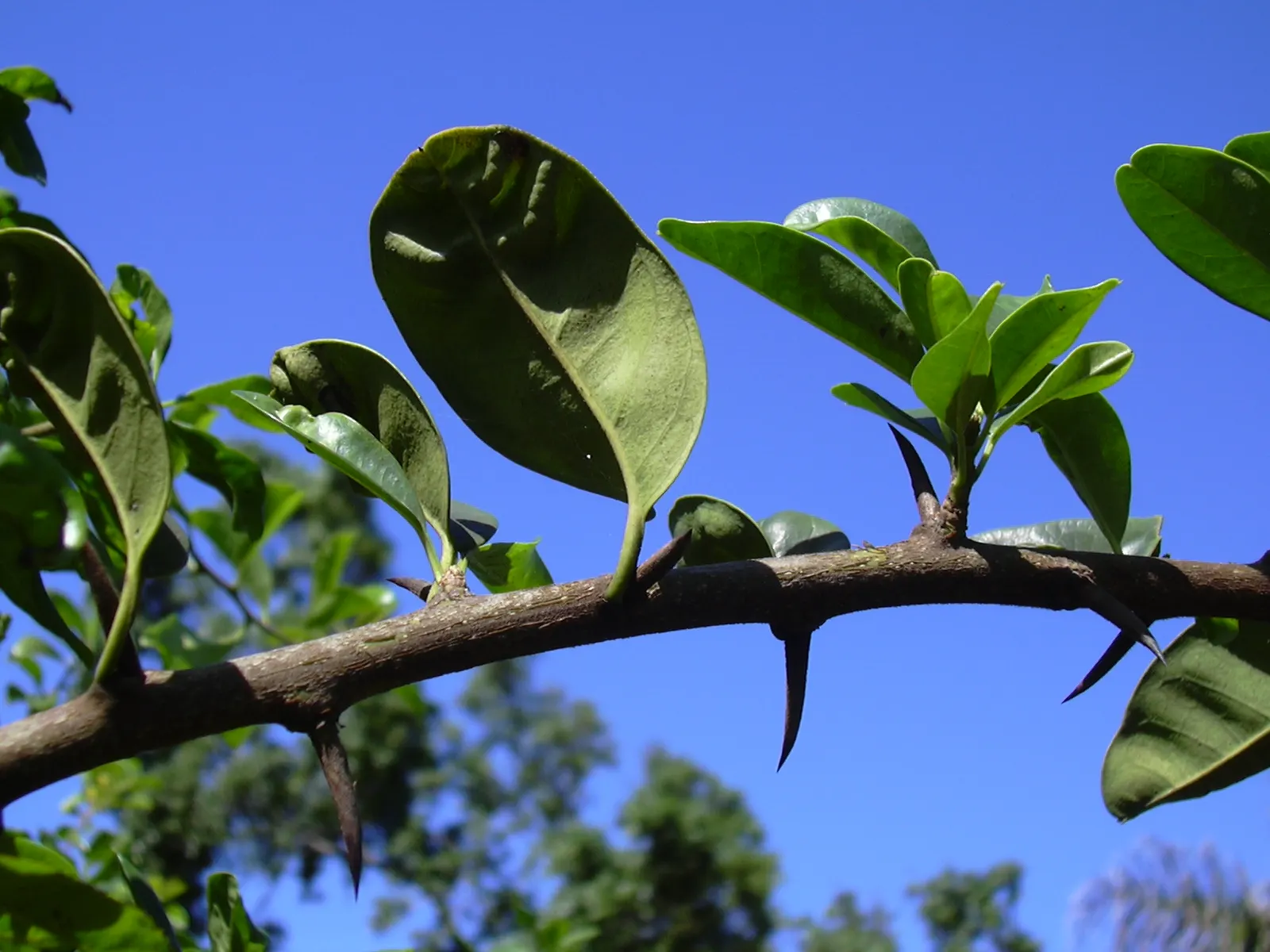 Osage Orange (Maclura Pomifera) — up to 6 inches in diameter; tree for full or half