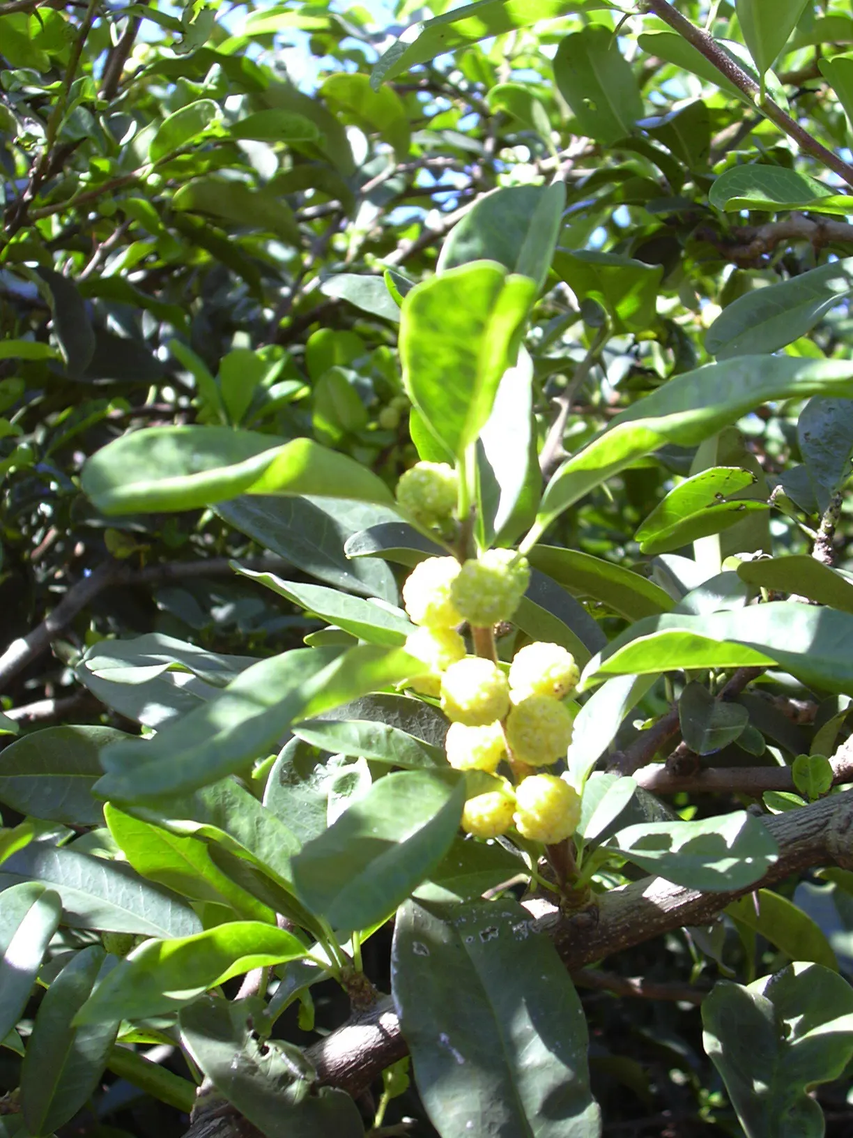 Osage Orange (Maclura Pomifera) — Originating from the South-Central regions of the United States; with leaves turning bright yellow in the fall, it provides