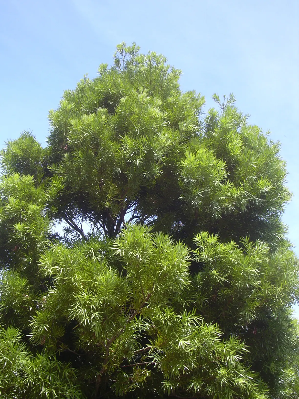 Osage Orange (Maclura Pomifera) — the Osage Orange thrives in a wide range of soil types; green "monkey brains" fruit