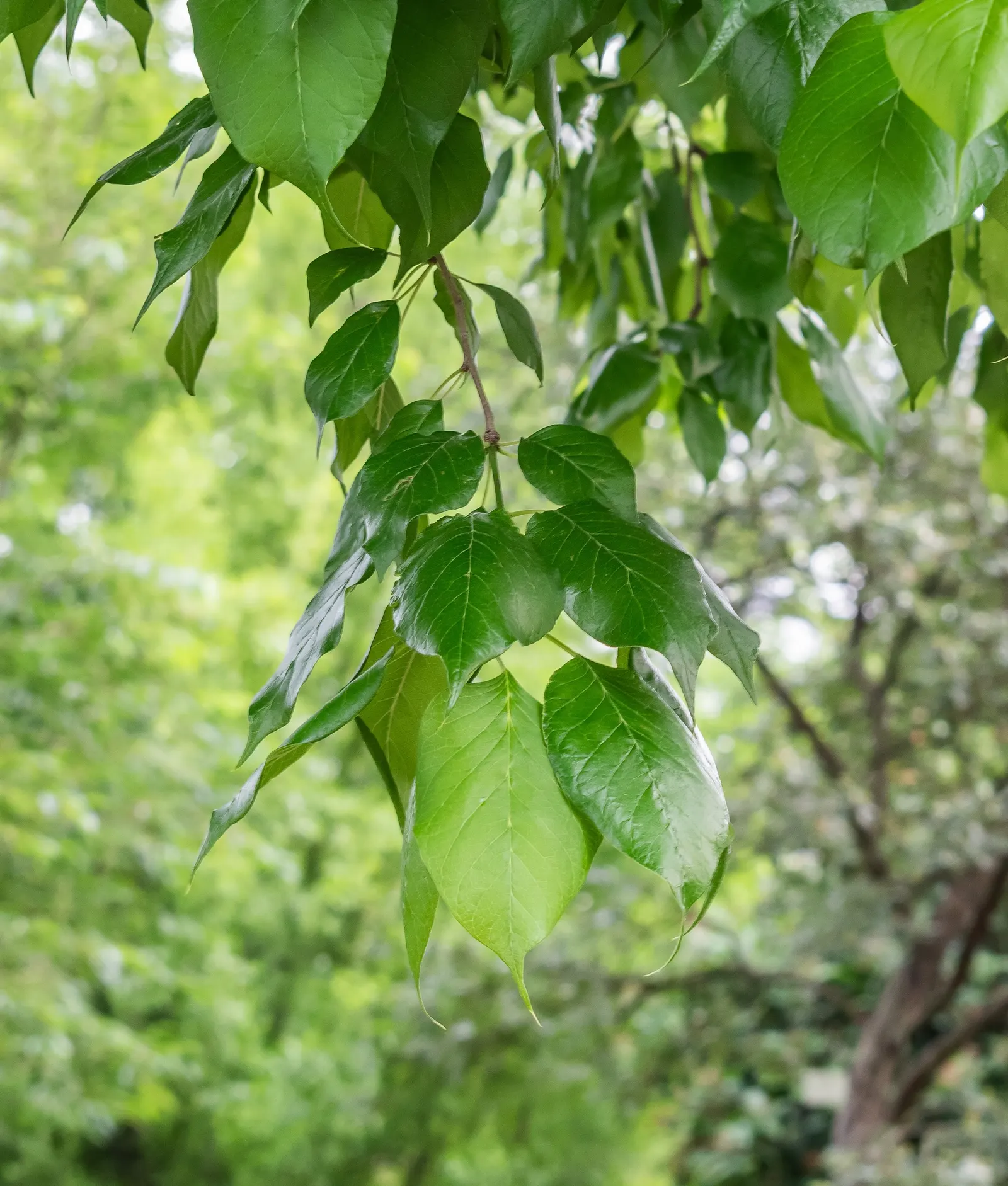 Osage Orange (Maclura Pomifera) — with a canopy spread of a similar dimension