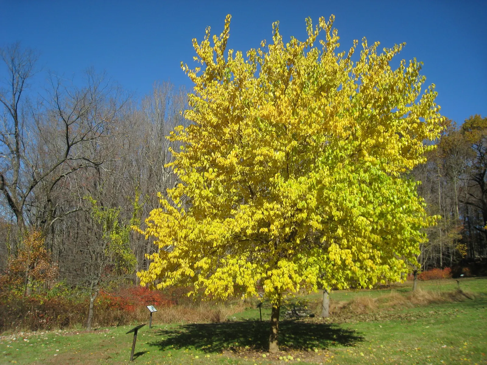 Osage Orange (Maclura Pomifera) — Suited for windbreaks or privacy hedges