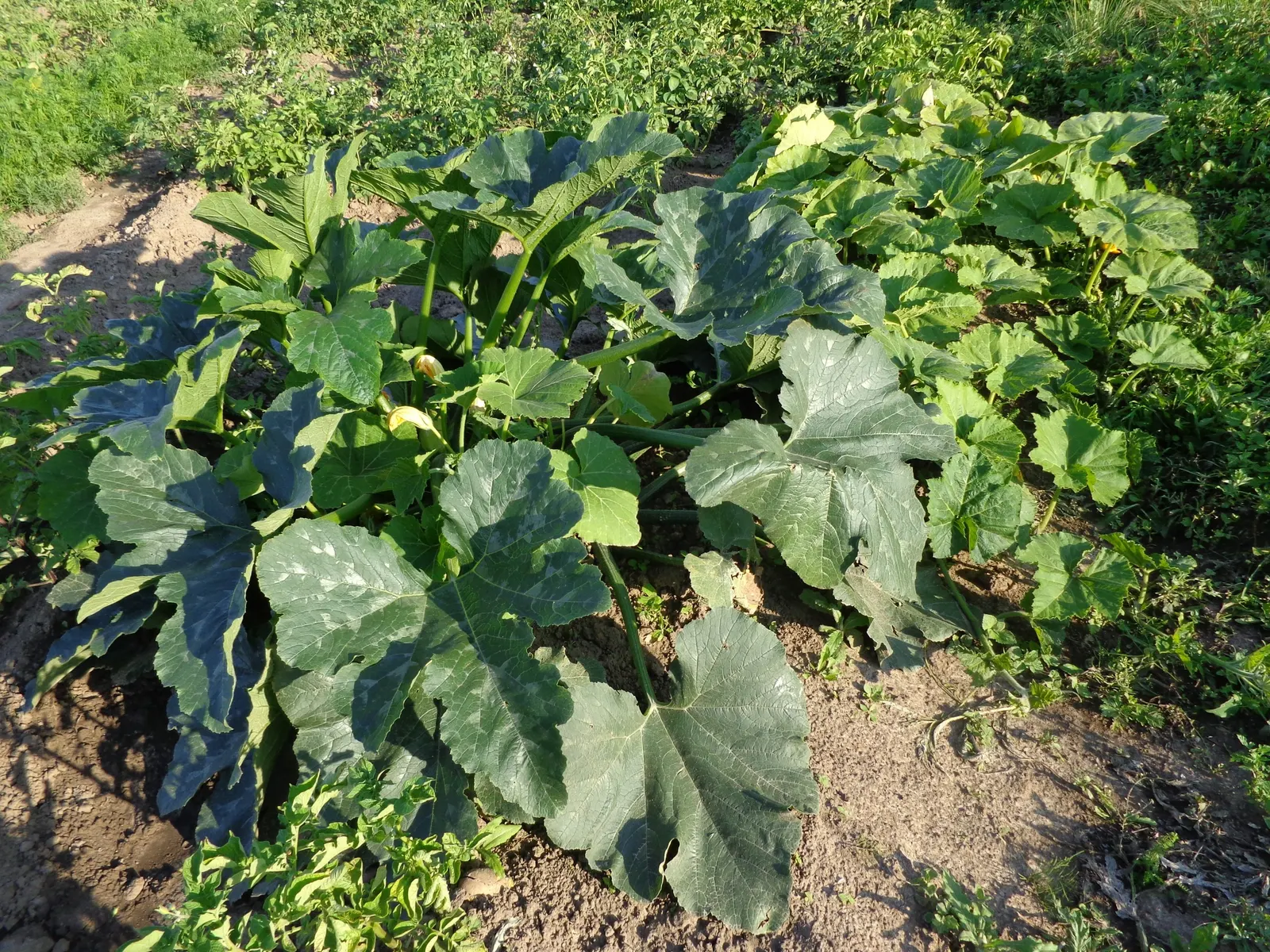 Butternut (Juglans Cineria) — its sculptural form features compound leaves and drooping catkins