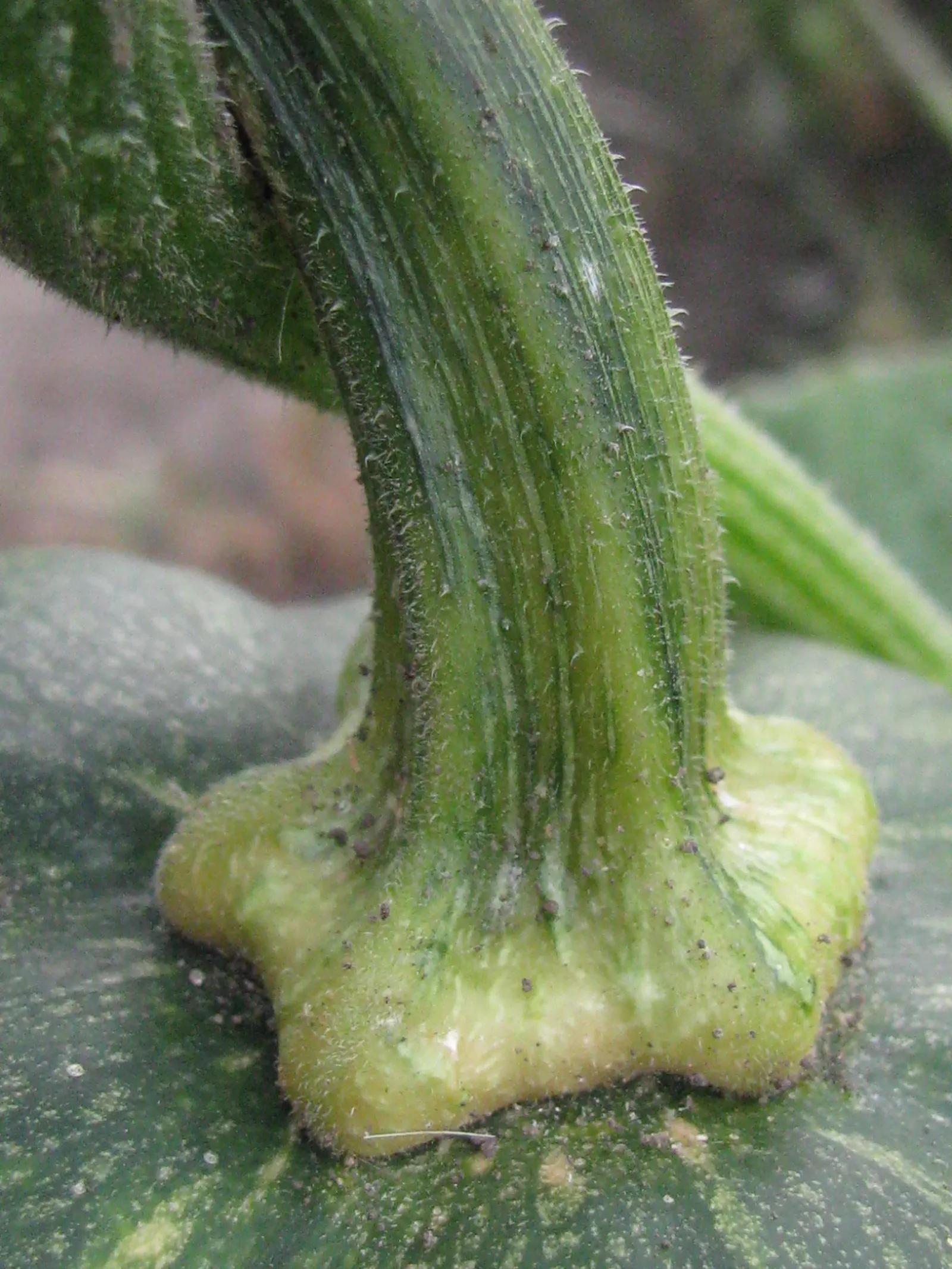 Butternut (Juglans Cineria) — In the realm of landscape design