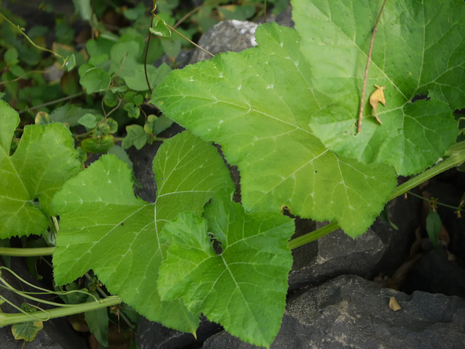 Butternut (Juglans Cineria) — typically around 2 to 3 inches long