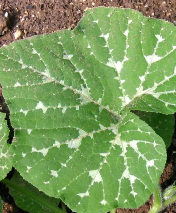 Butternut (Juglans Cineria) — highly valued for both its nuts and its attractive timber