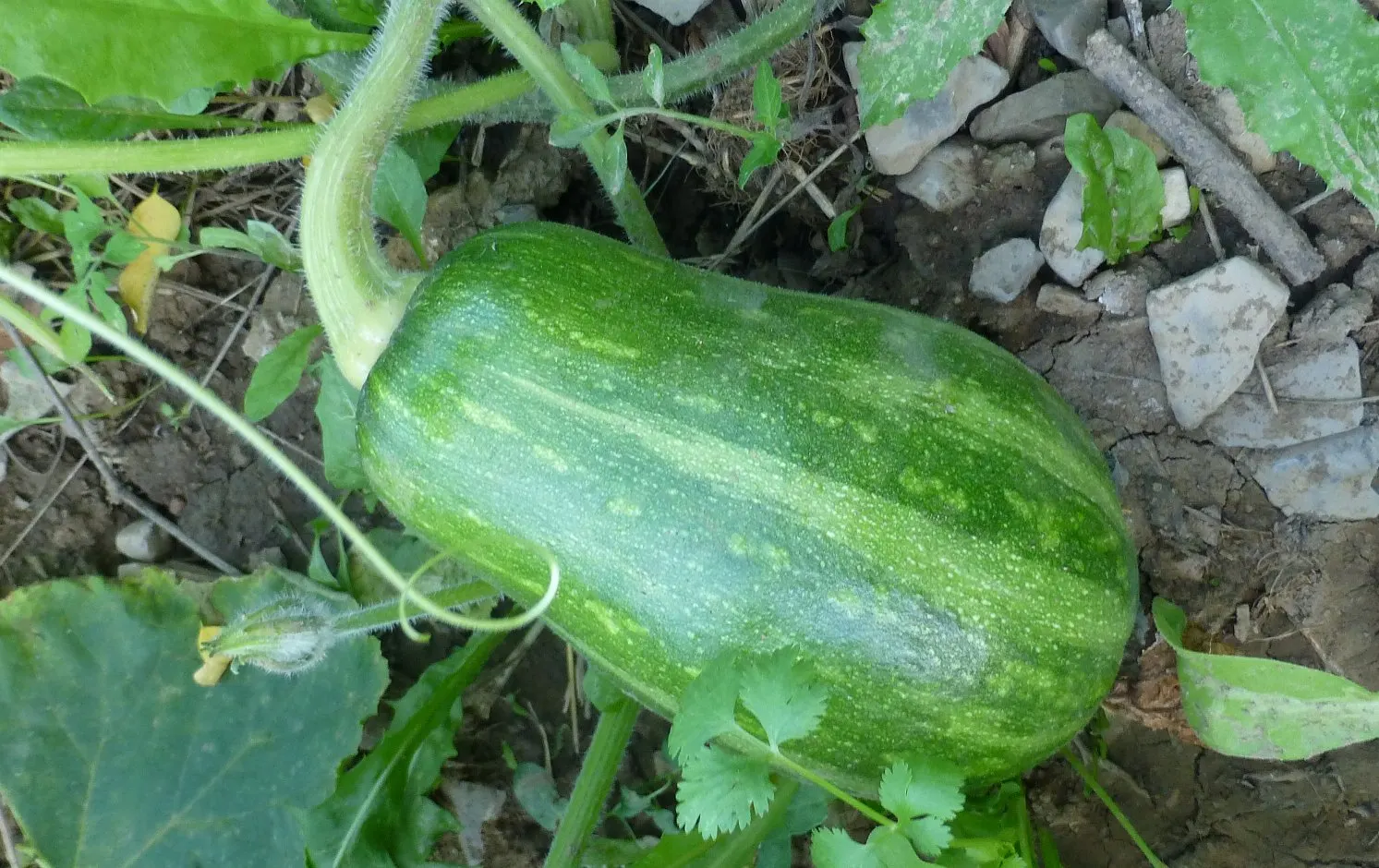 Butternut (Juglans Cineria) — Preferring well-drained soils