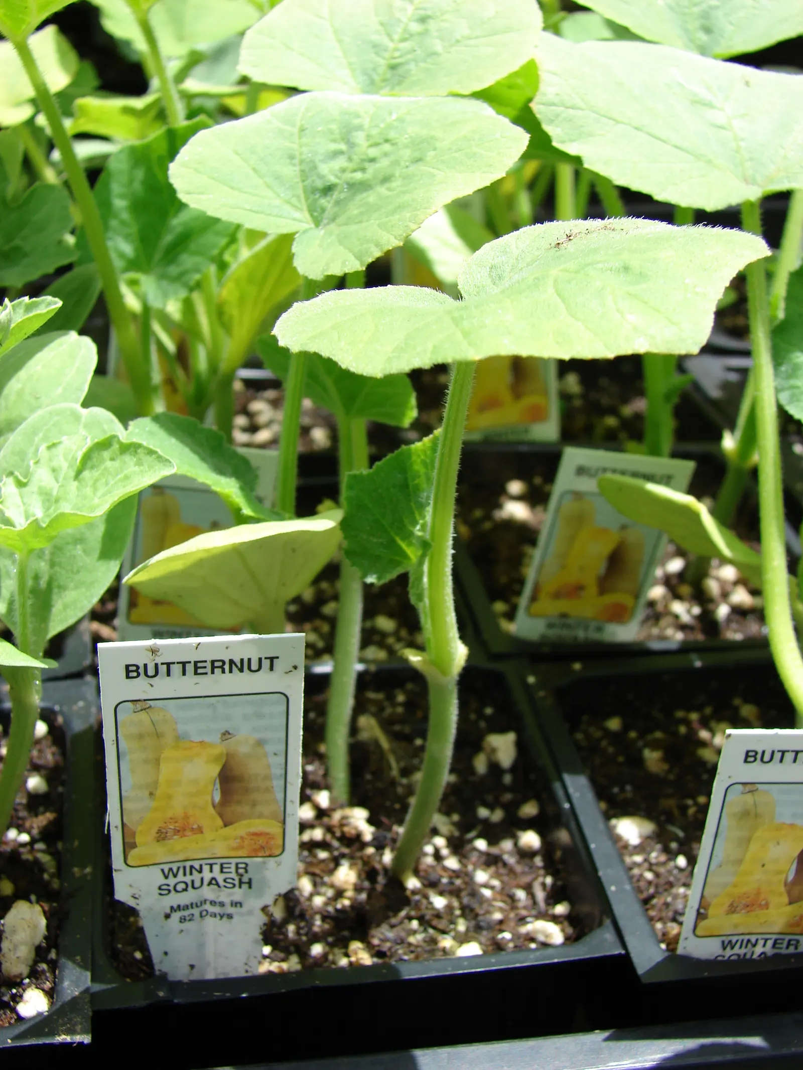 Butternut (Juglans Cineria) — the Butternut produces oblong