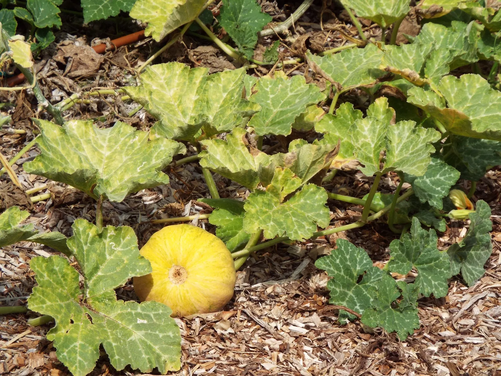 Butternut (Juglans Cineria) — the Butternut produces an airy canopy that casts a light