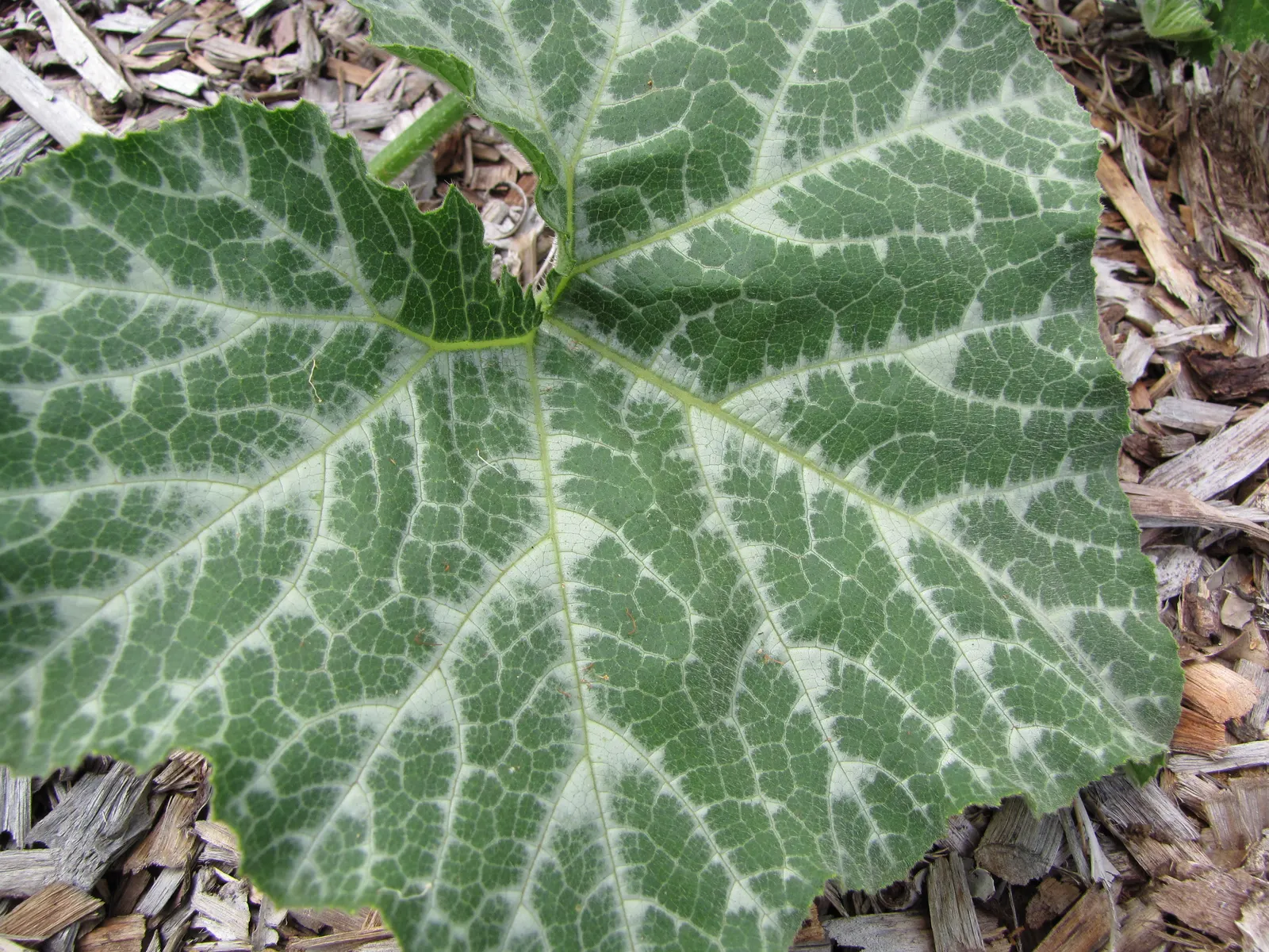 Butternut (Juglans Cineria) — is a deciduous hardwood tree native to the eastern United States and Canada