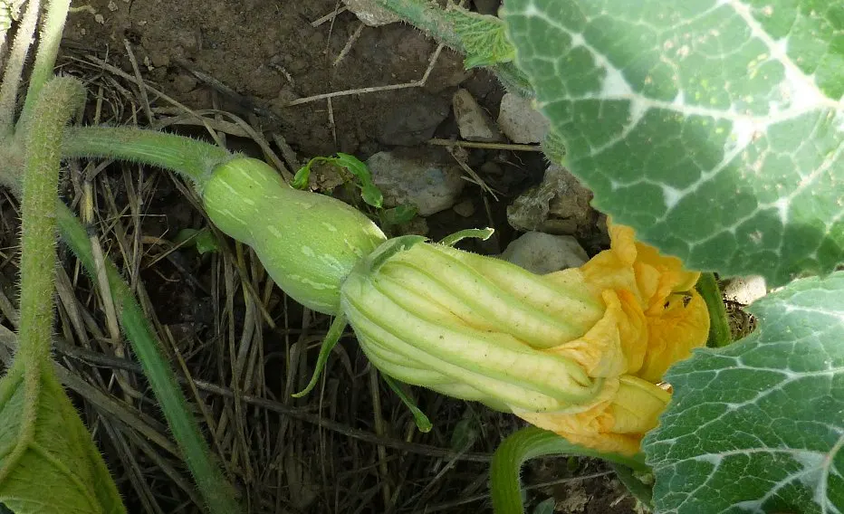 Butternut (Juglans Cineria) — and by late summer or early fall