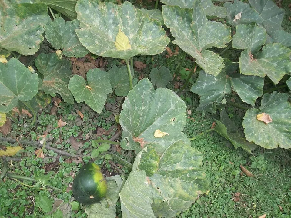 Butternut (Juglans Cineria) — When incorporating a Butternut into a landscape