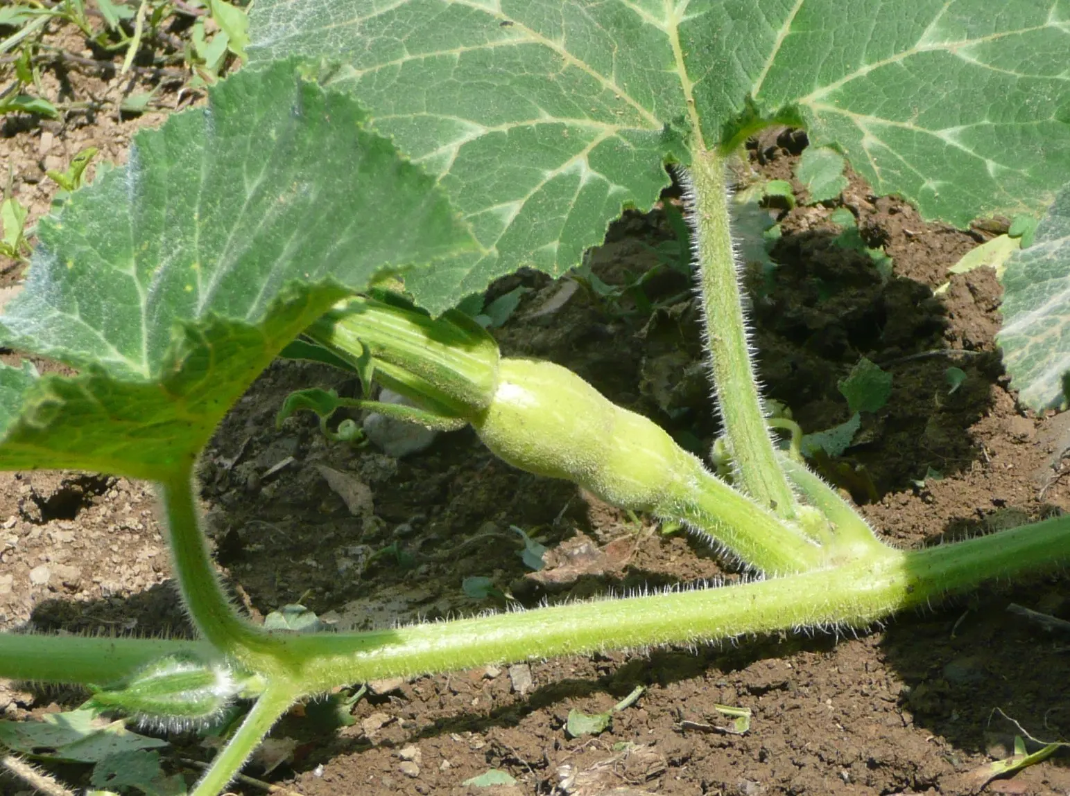Butternut (Juglans Cineria) — Often reaching heights of 40-60 ft with a canopy spread of 35-50 ft