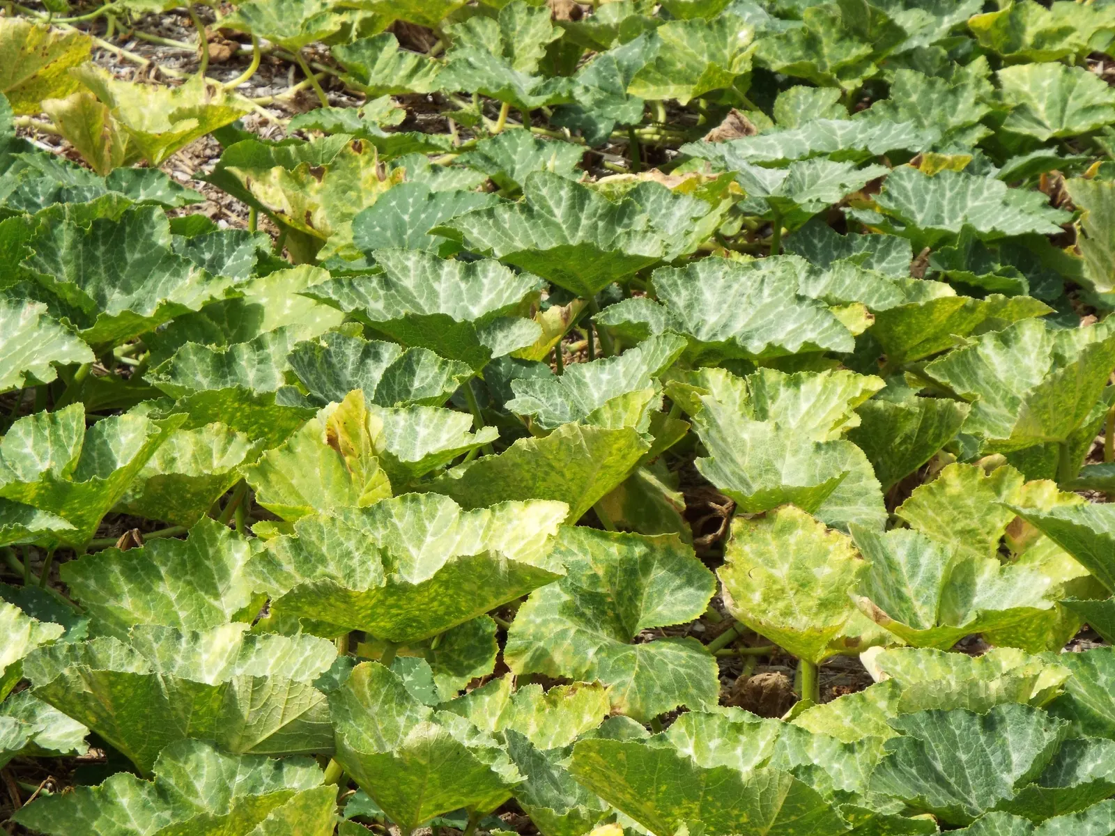 Butternut (Juglans Cineria) — It produces oval nuts encased in a sticky, green husk