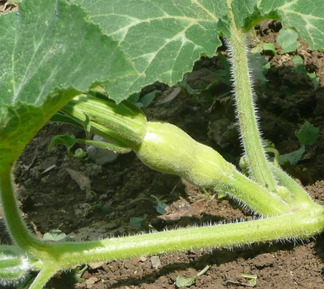 Butternut (Juglans Cineria) — buttery seeds are coveted by wildlife and can be harvested for human consumption