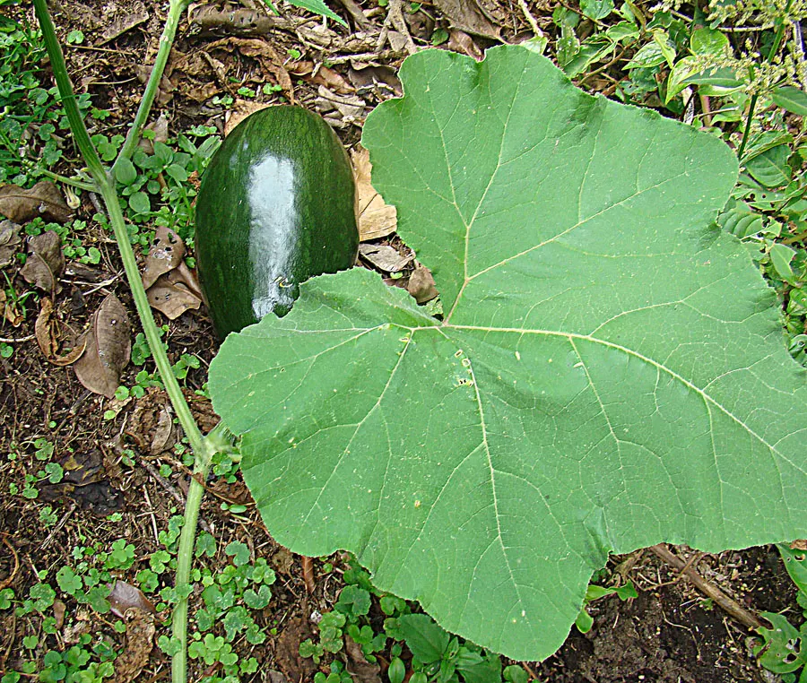 Butternut (Juglans Cineria) — The Butternut, or Juglans cinerea, is a deciduous tree native to the Eastern United States and Canada; it produces oval nuts