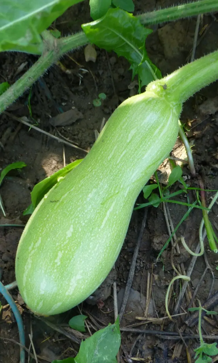 Butternut (Juglans Cineria) — the Butternut thrives in full sun to partial shade