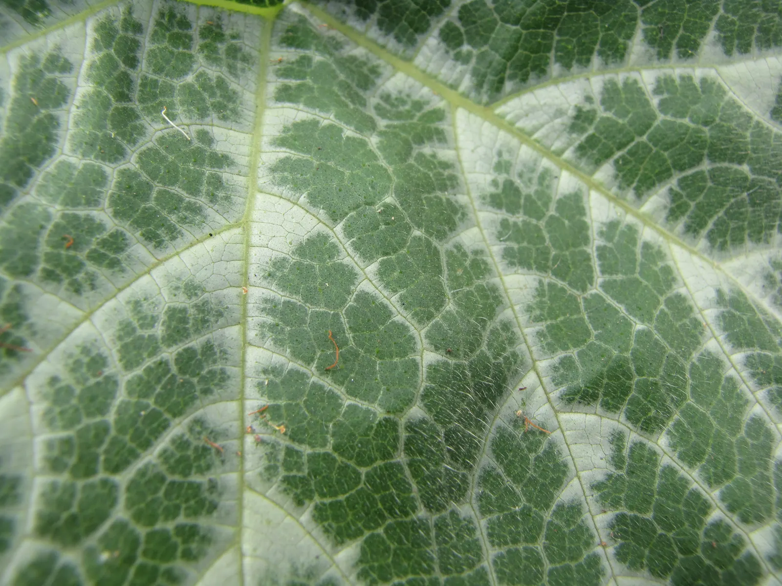 Butternut (Juglans Cineria) — careful monitoring and preventive care are essential