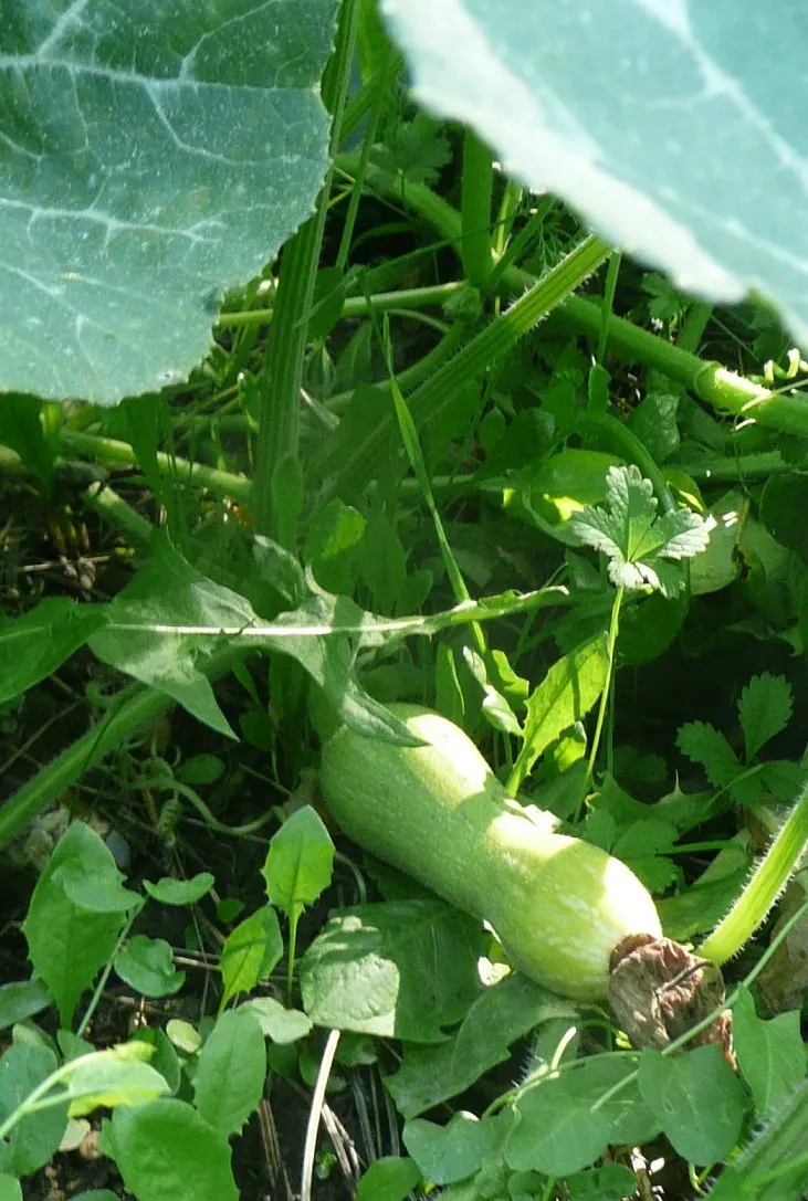 Butternut (Juglans Cineria) — and fertile soils with a slightly acidic to neutral pH