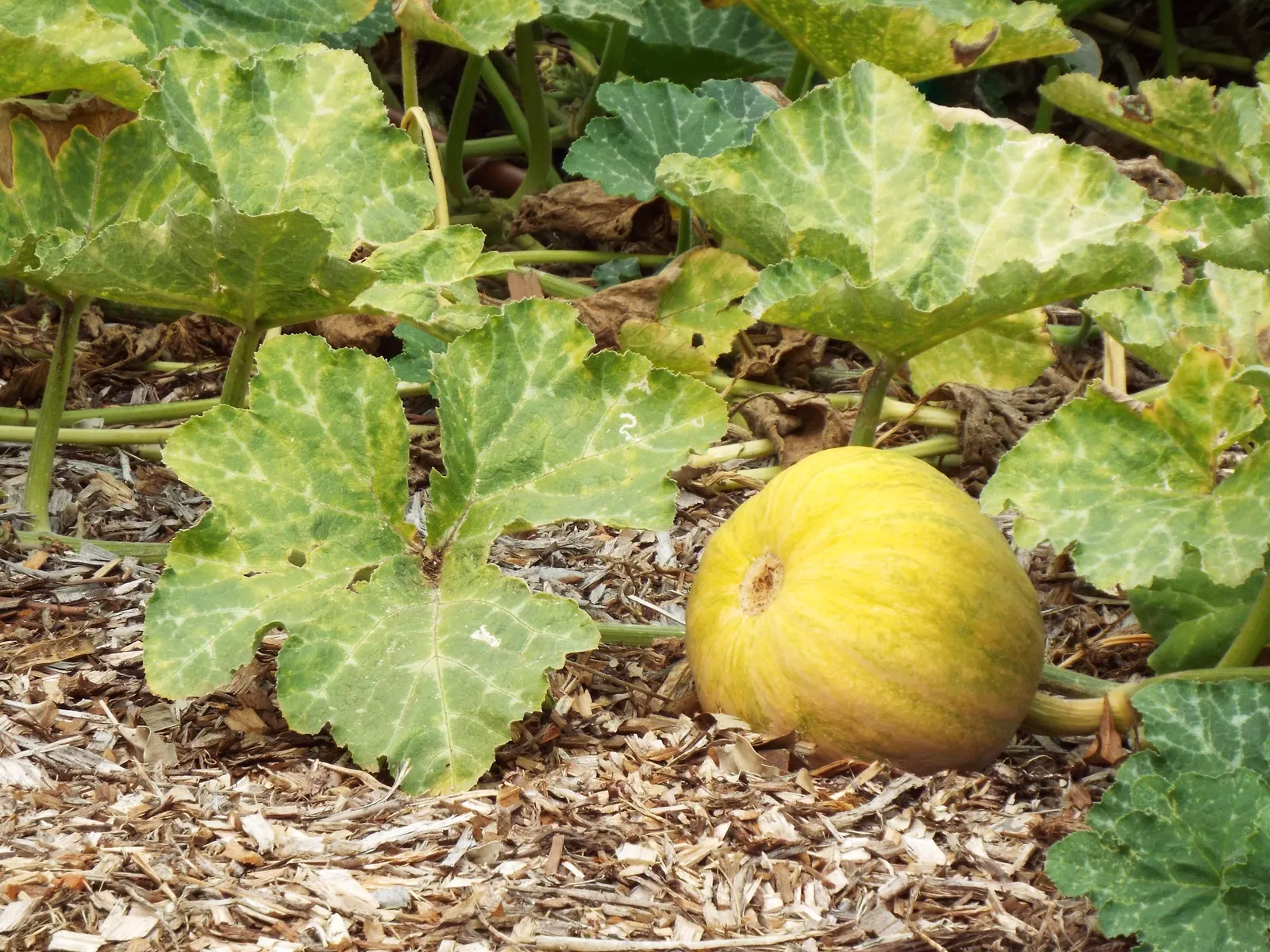 Butternut (Juglans Cineria) — The leaves turn a vibrant yellow in autumn