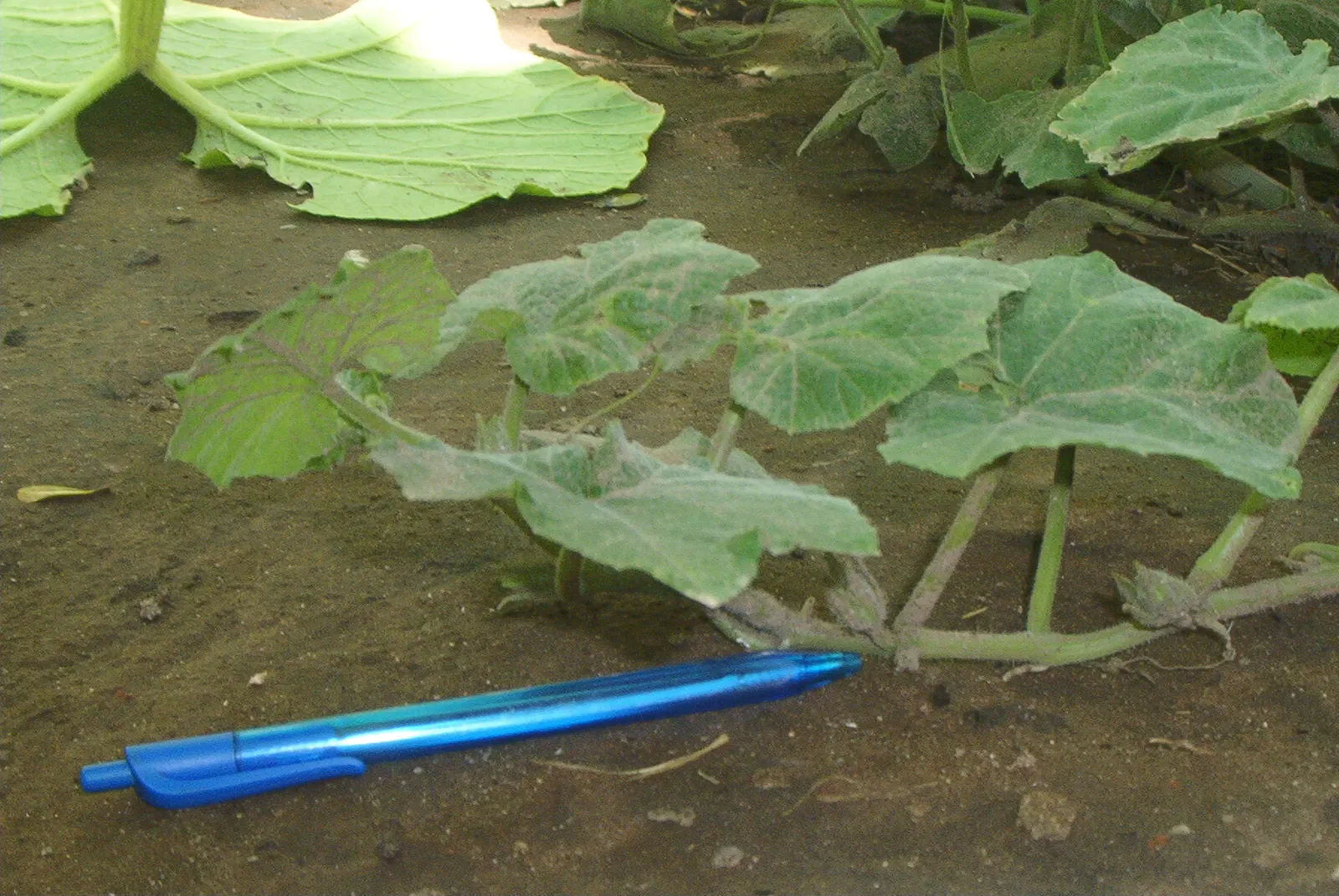 Butternut (Juglans Cineria) — dark-brown hue as the nuts ripen.<br><br>Preferring deep