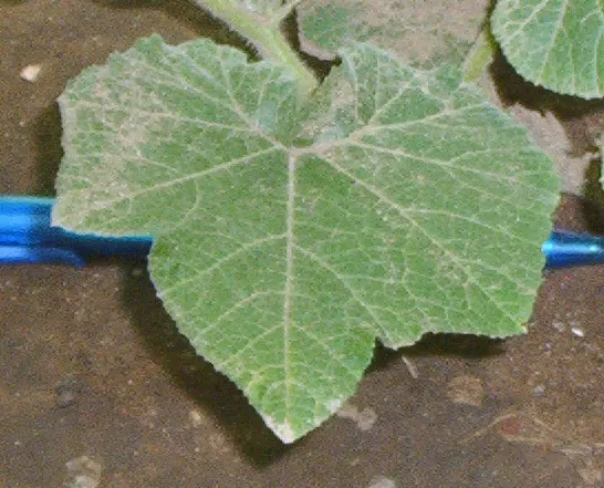 Butternut (Juglans Cineria) — making it an excellent choice for areas where understory growth is desired