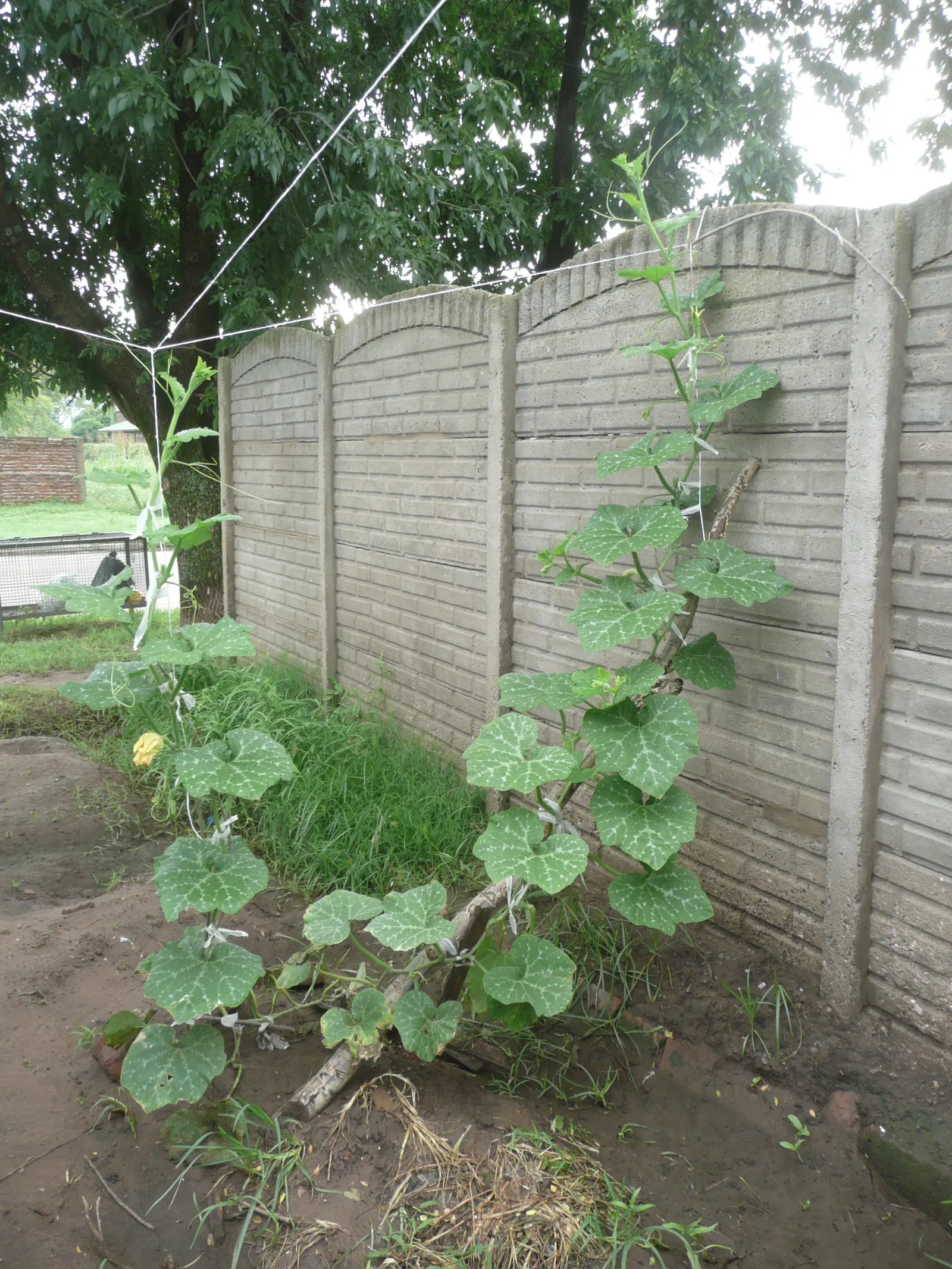 Butternut (Juglans Cineria) — the Butternut stands out with its broad