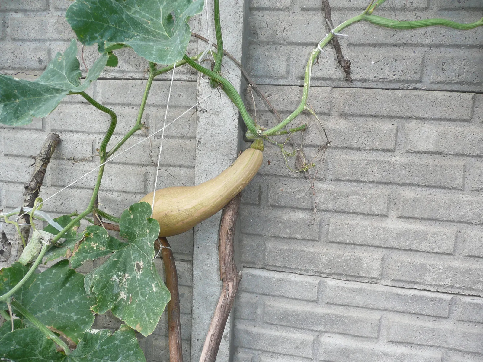 Butternut (Juglans Cineria) — tree for full