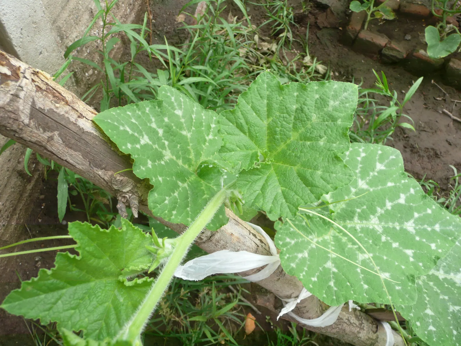 Butternut (Juglans Cineria) — ensuring a stunning addition to the garden