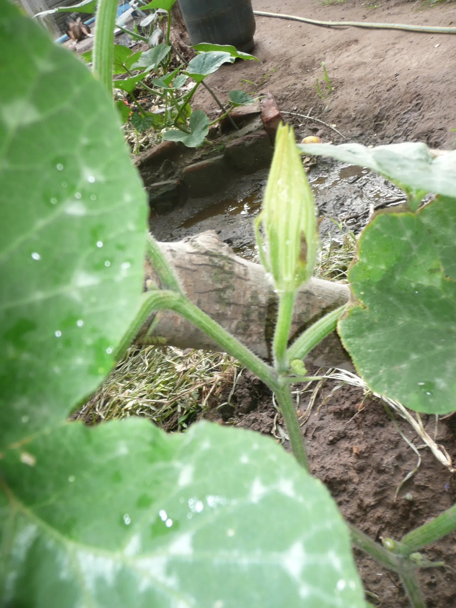 Butternut (Juglans Cineria) — It is hardy in USDA Zones 3 to 7