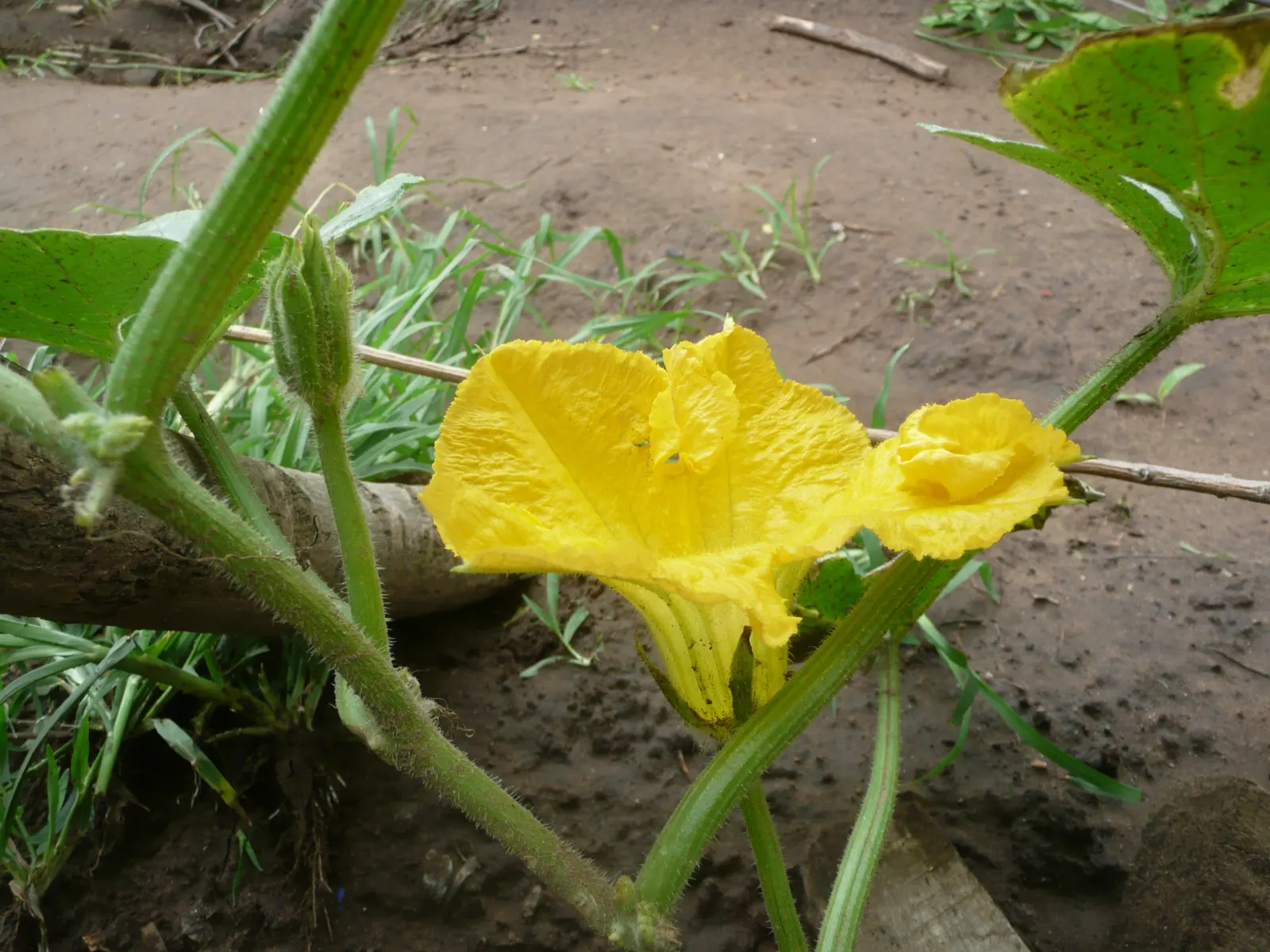 Butternut (Juglans Cineria) — open crown and graceful form