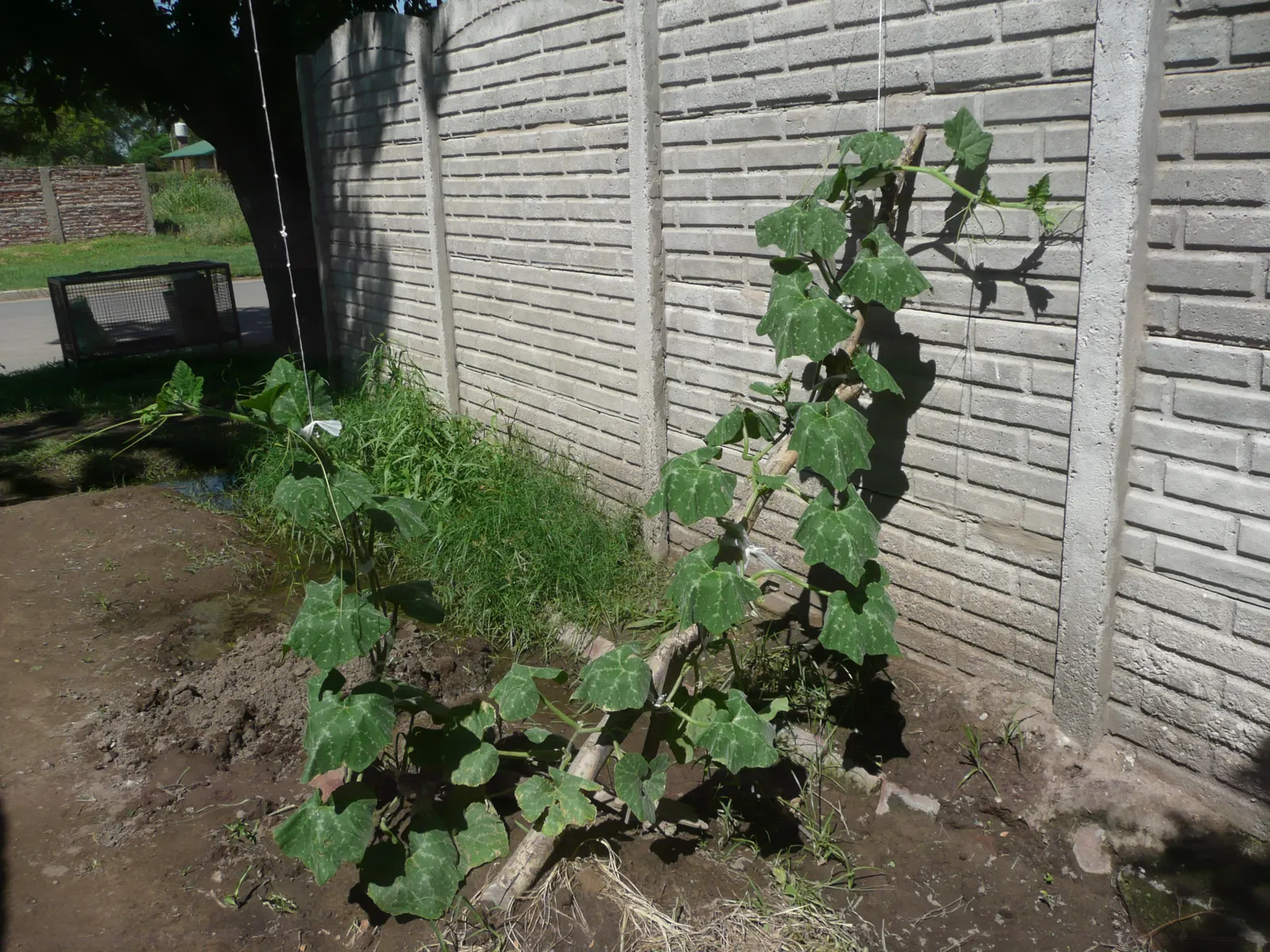 Butternut (Juglans Cineria) — are surrounded by a green husk that matures to a sticky