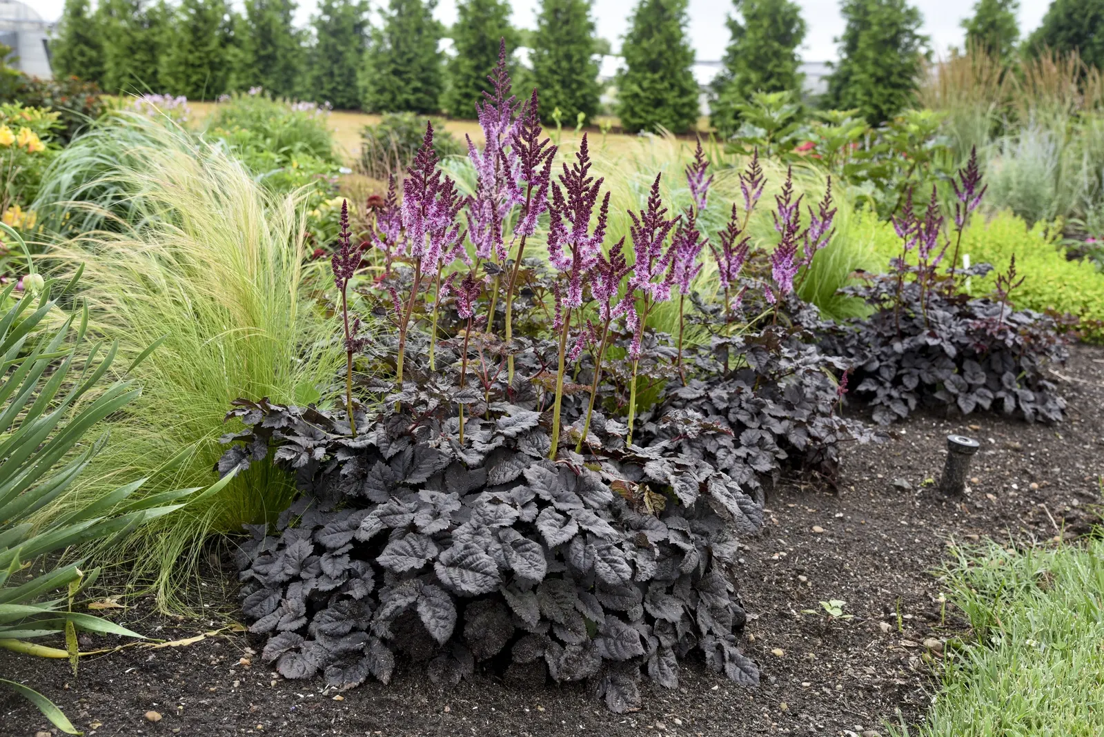 'Dark Side of the Moon' Astilbe (Astilbe hybrid) — Best in average to fertile soil with consistent moisture