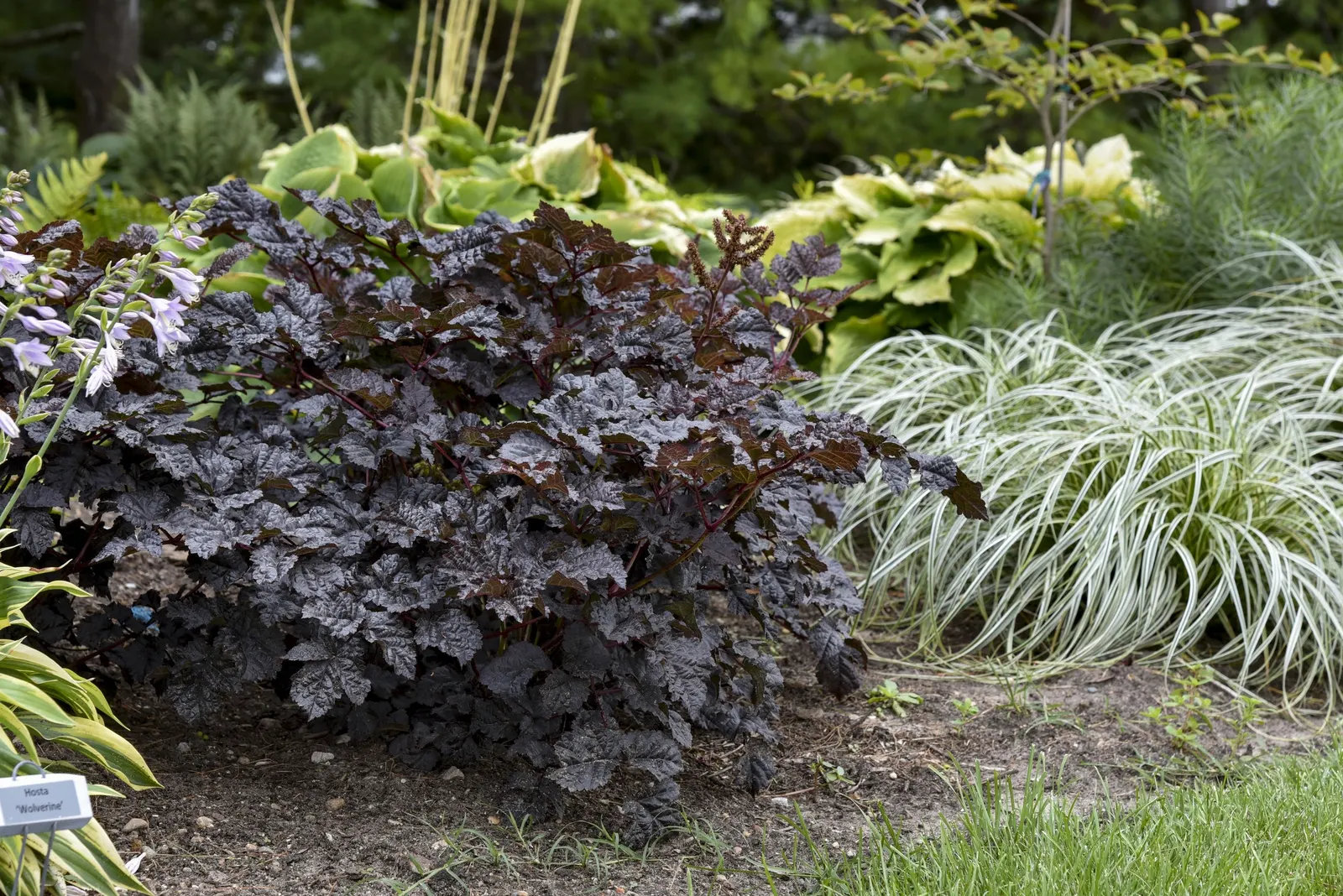 'Dark Side of the Moon' Astilbe (Astilbe hybrid) — It grows 20-22 inches tall and spreads 24-28 inches wide