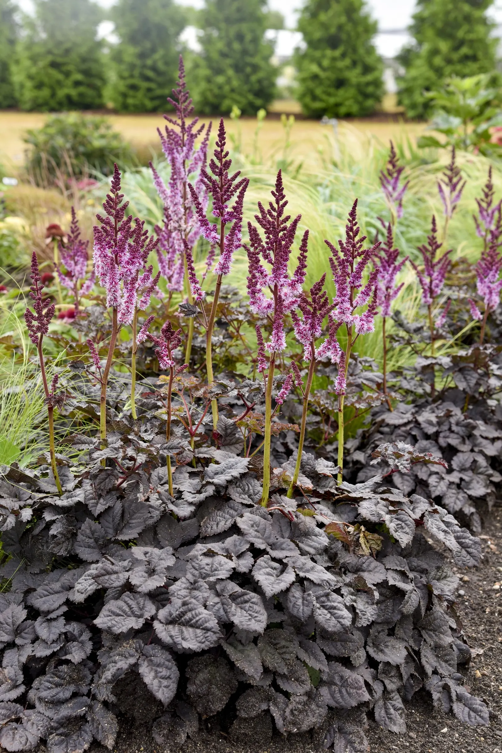 'Dark Side of the Moon' Astilbe (Astilbe hybrid) — commonly referred to as 'Dark Side of the Moon' Astilbe