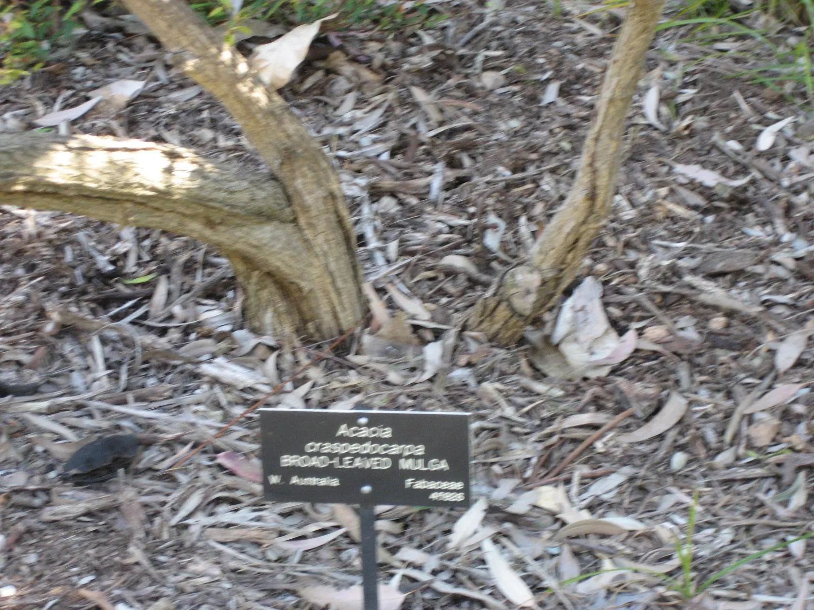 Leatherleaf Acacia (Acacia Craspedocarpa) — The Leatherleaf Acacia (Acacia craspedocarpa) is a striking