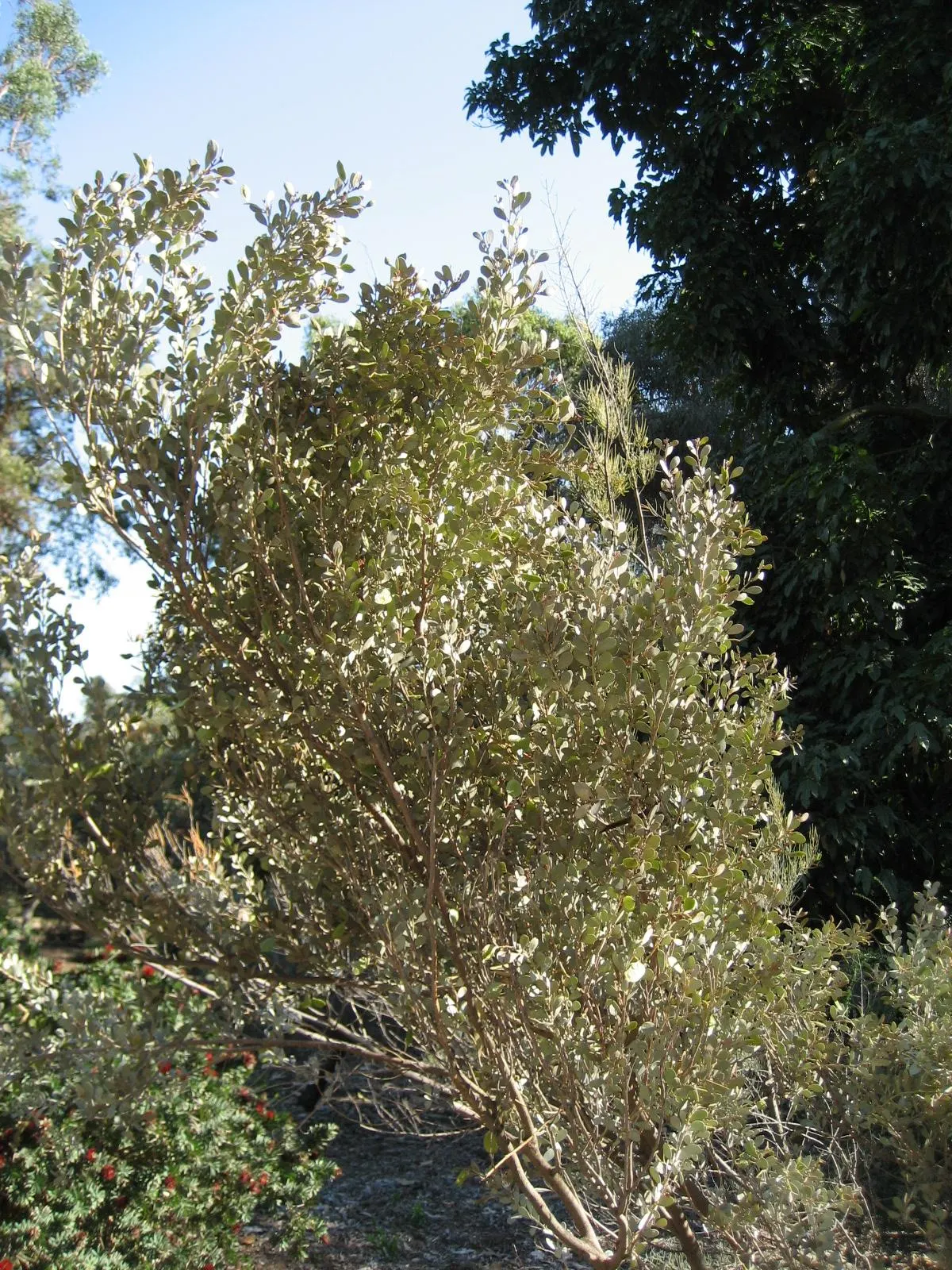 Leatherleaf Acacia (Acacia Craspedocarpa) — Its unique, silver-grey, leathery foliage and yellow, globular flowers add textural contrast to landscapes