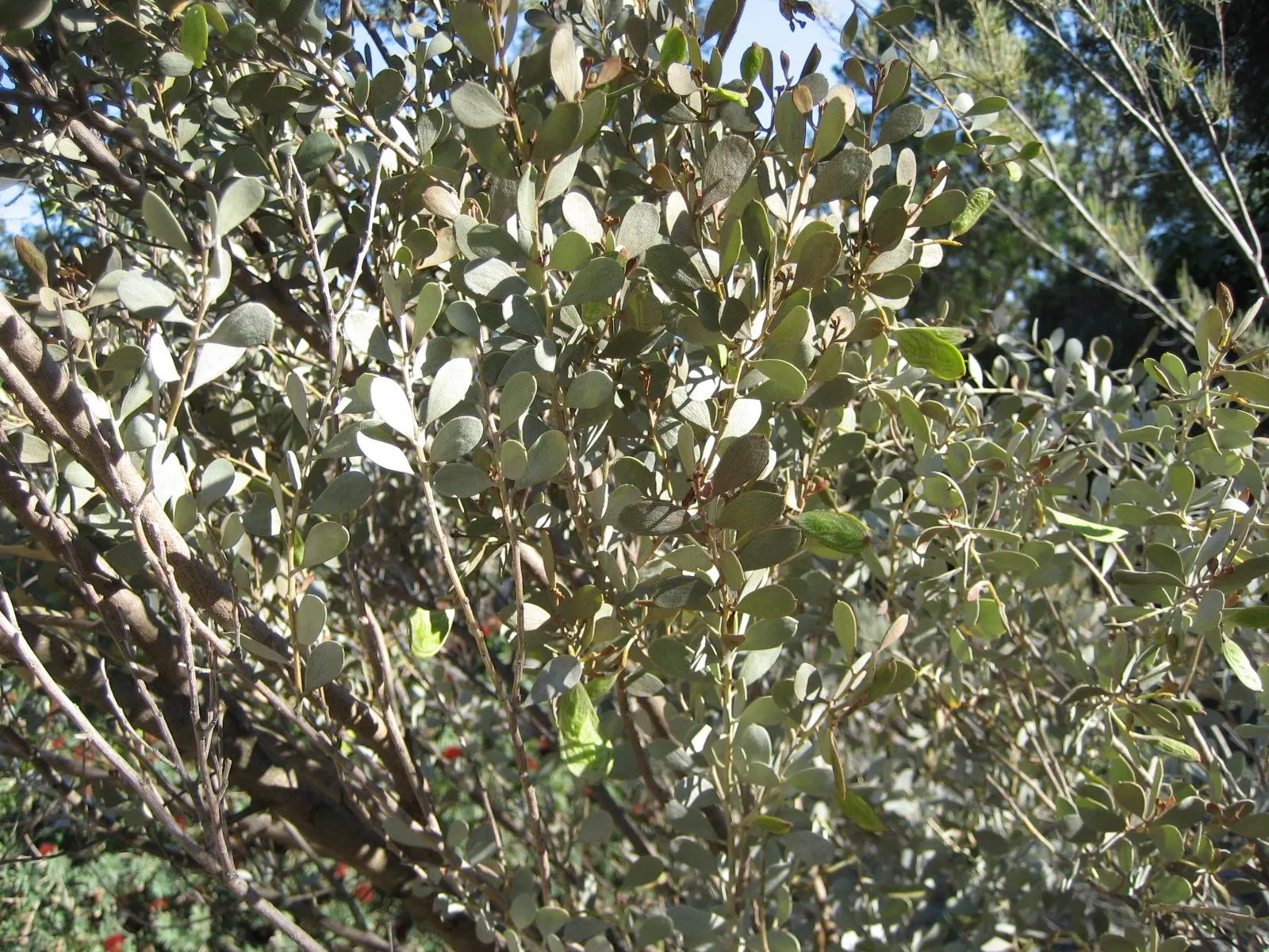 Leatherleaf Acacia (Acacia Craspedocarpa) — Drought-tolerant and low-maintenance