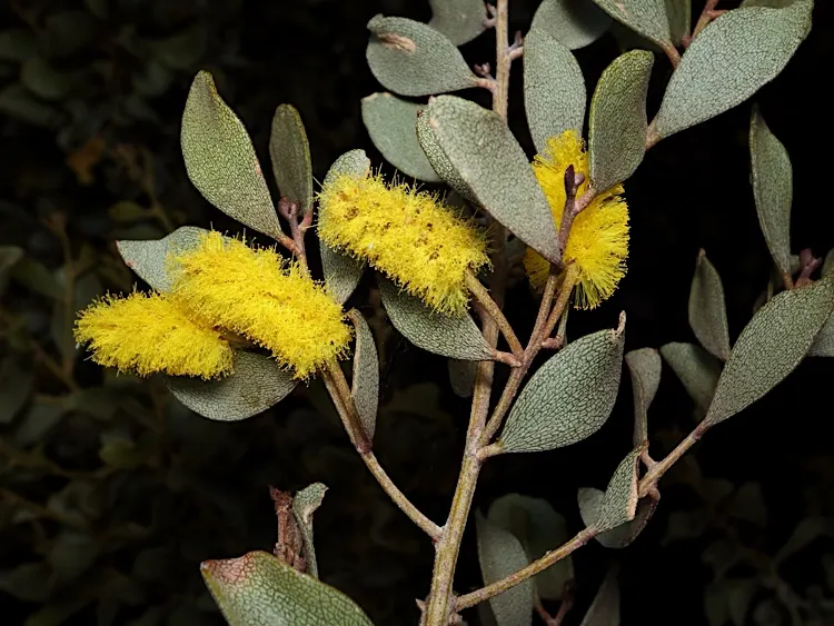 Leatherleaf Acacia (Acacia Craspedocarpa) — evergreen shrub reaching up to 10-15 feet in height with an equal spread